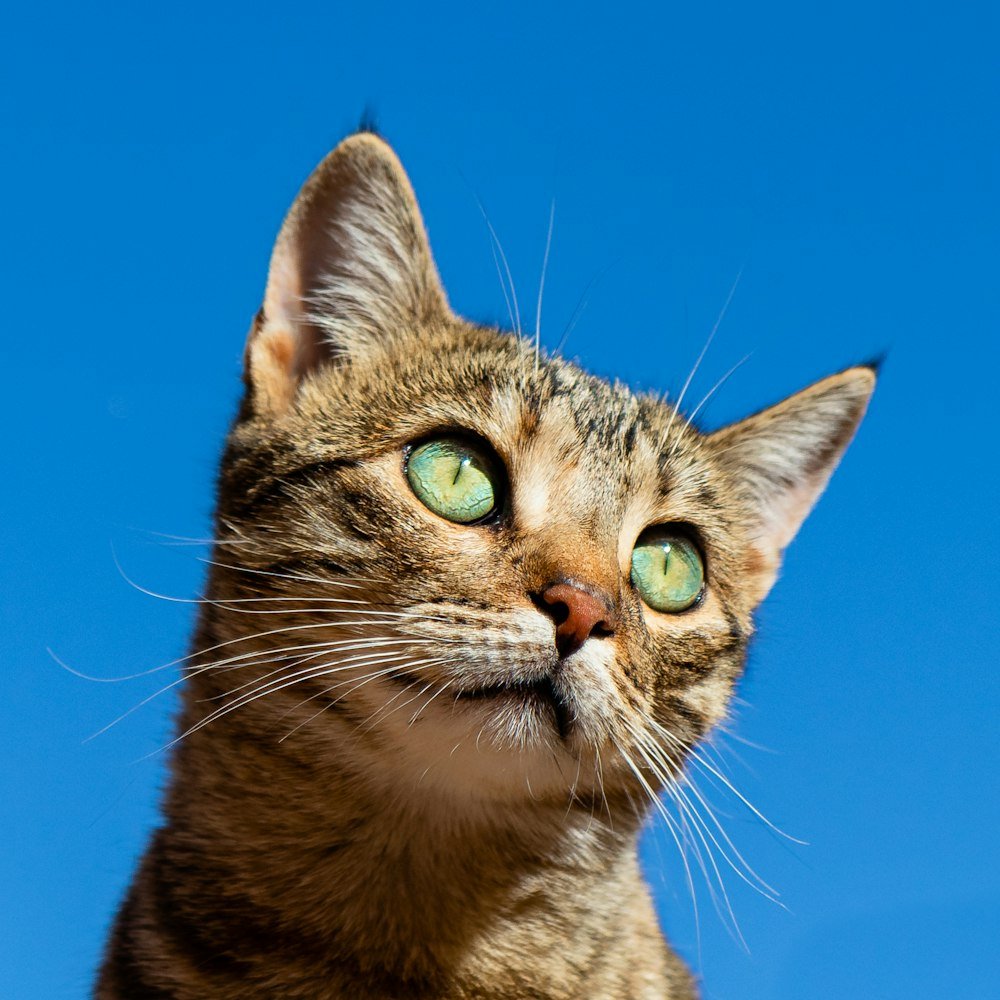 accesoircat - Hoogwaardige Kattenaccessoires in België